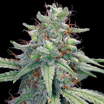 Blueberry Cheese > Barney`s Farm | Feminisierte Hanfsamen  |  Indica